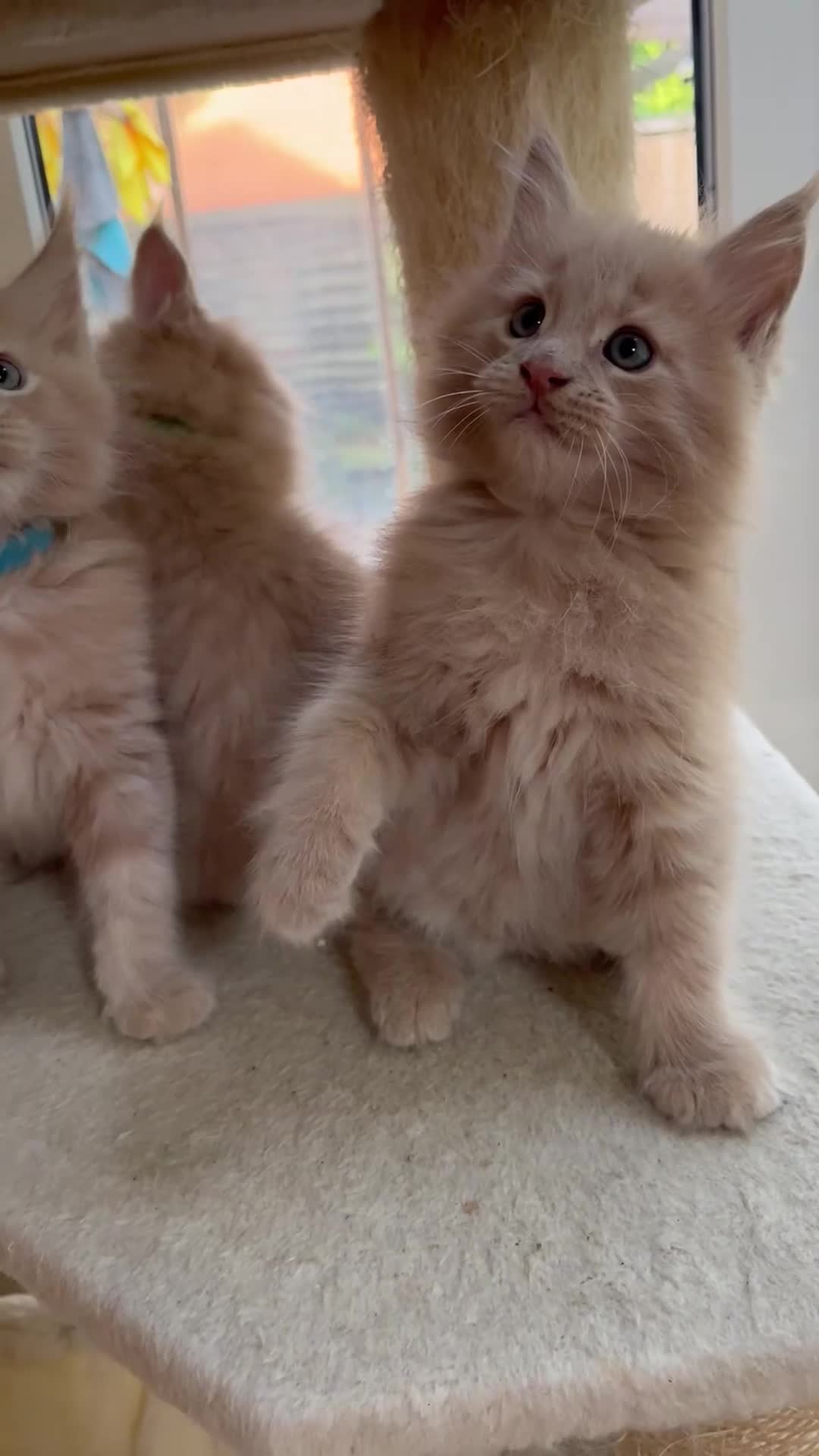 Maine Coon cats for sale: Full 💯 European Maine coons kittens - Video 2
