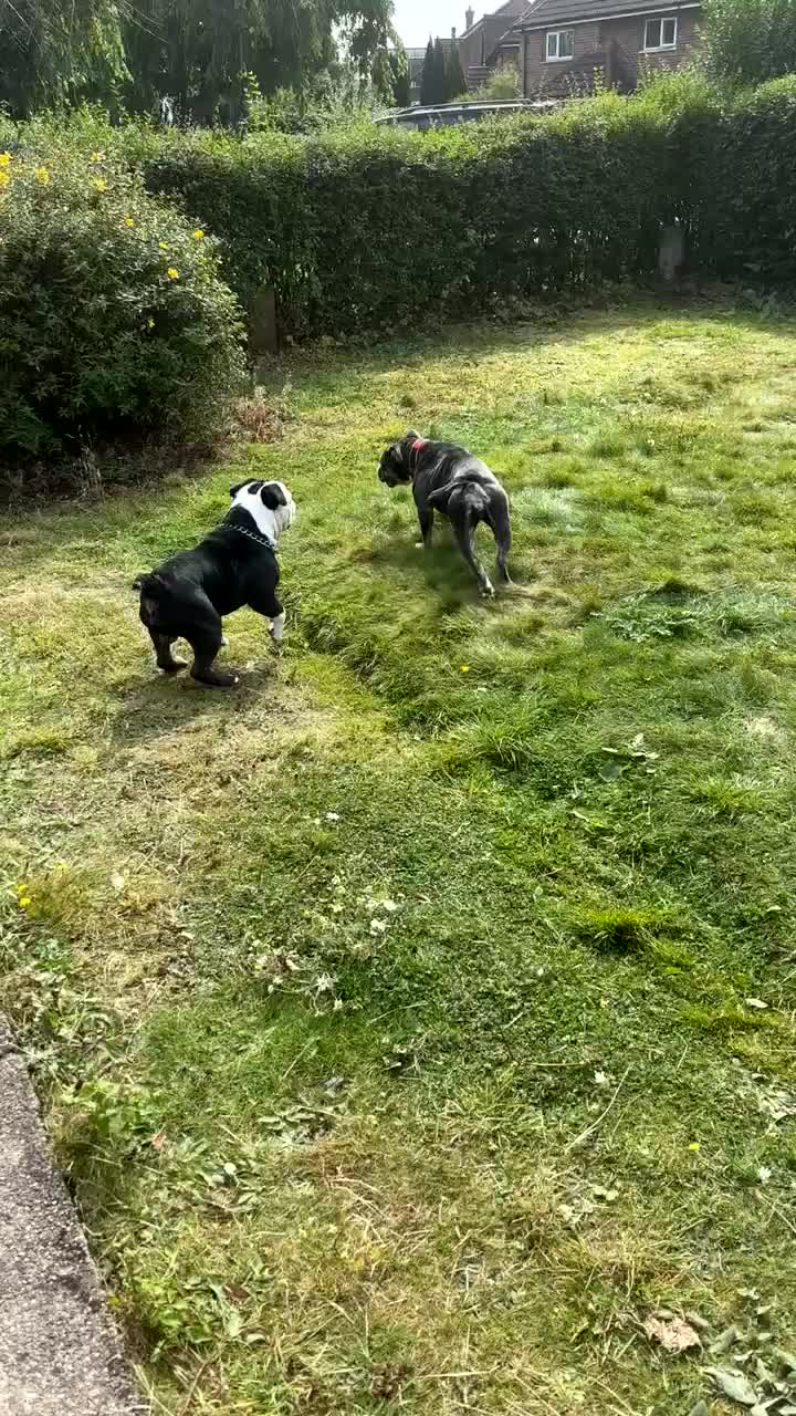 Olde English Bulldogge dogs for sale: Retired stud dog looking for his forever family - Video 3