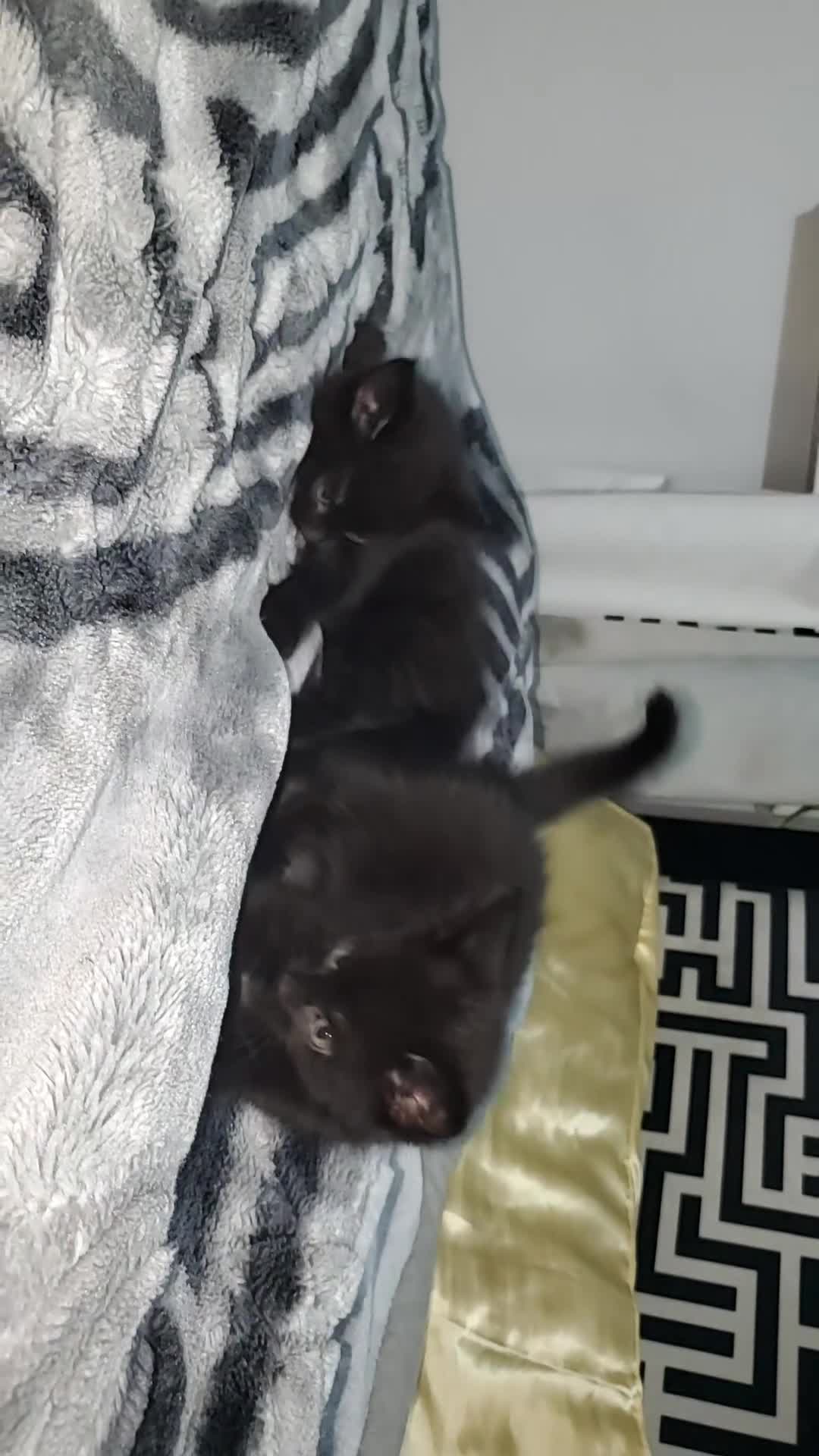 Mixed Breed cats for sale: 2 FREE BLACK KITTENS PLEASE READ DESCRIPTION - Video 1