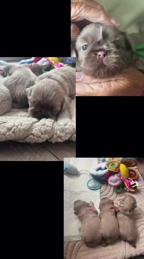 Shih Tzu dogs for sale: Lavender imperial shihtzus  - Video 4