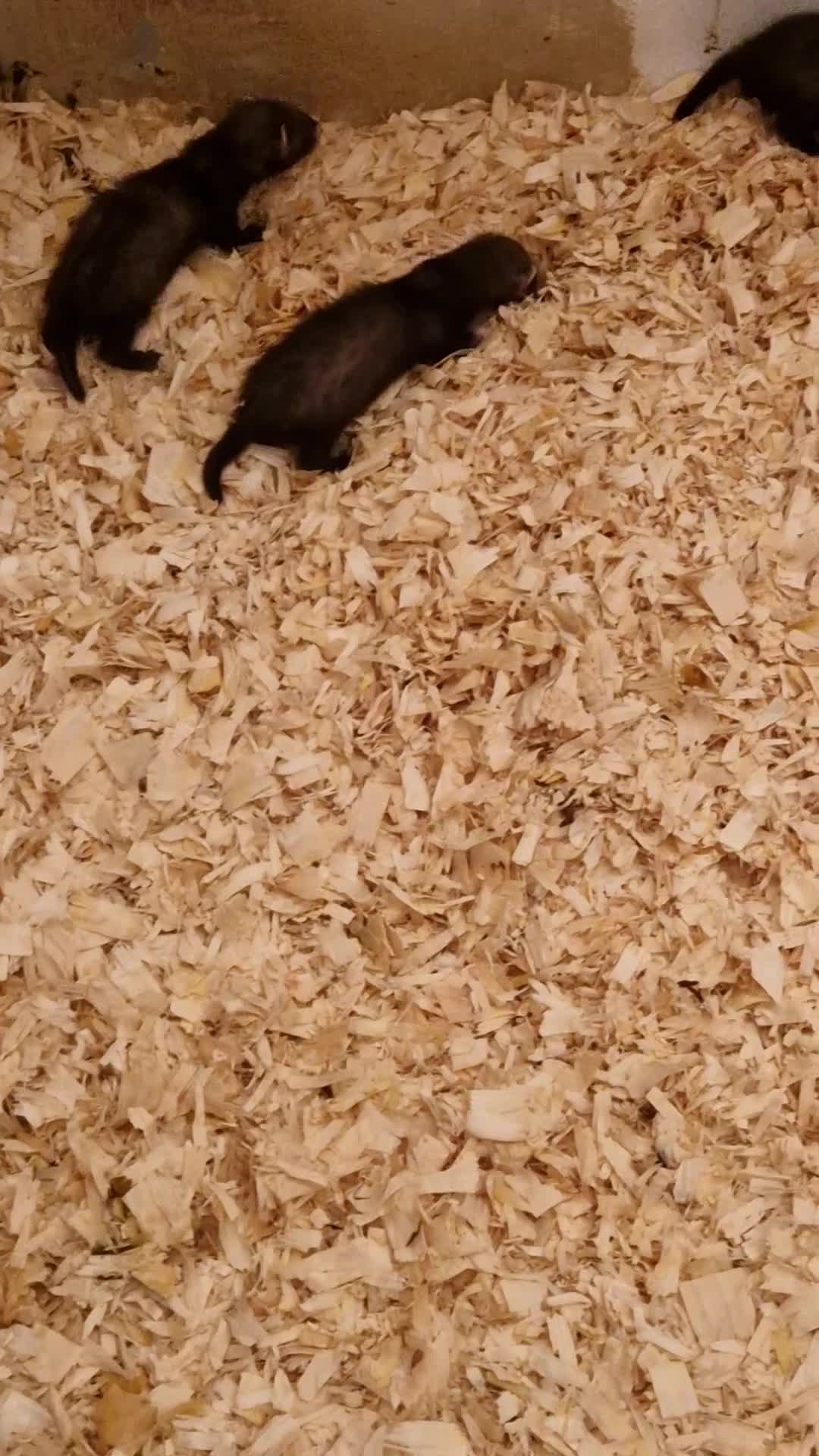 Ferret rodents for sale: Ferret kits - Video 1