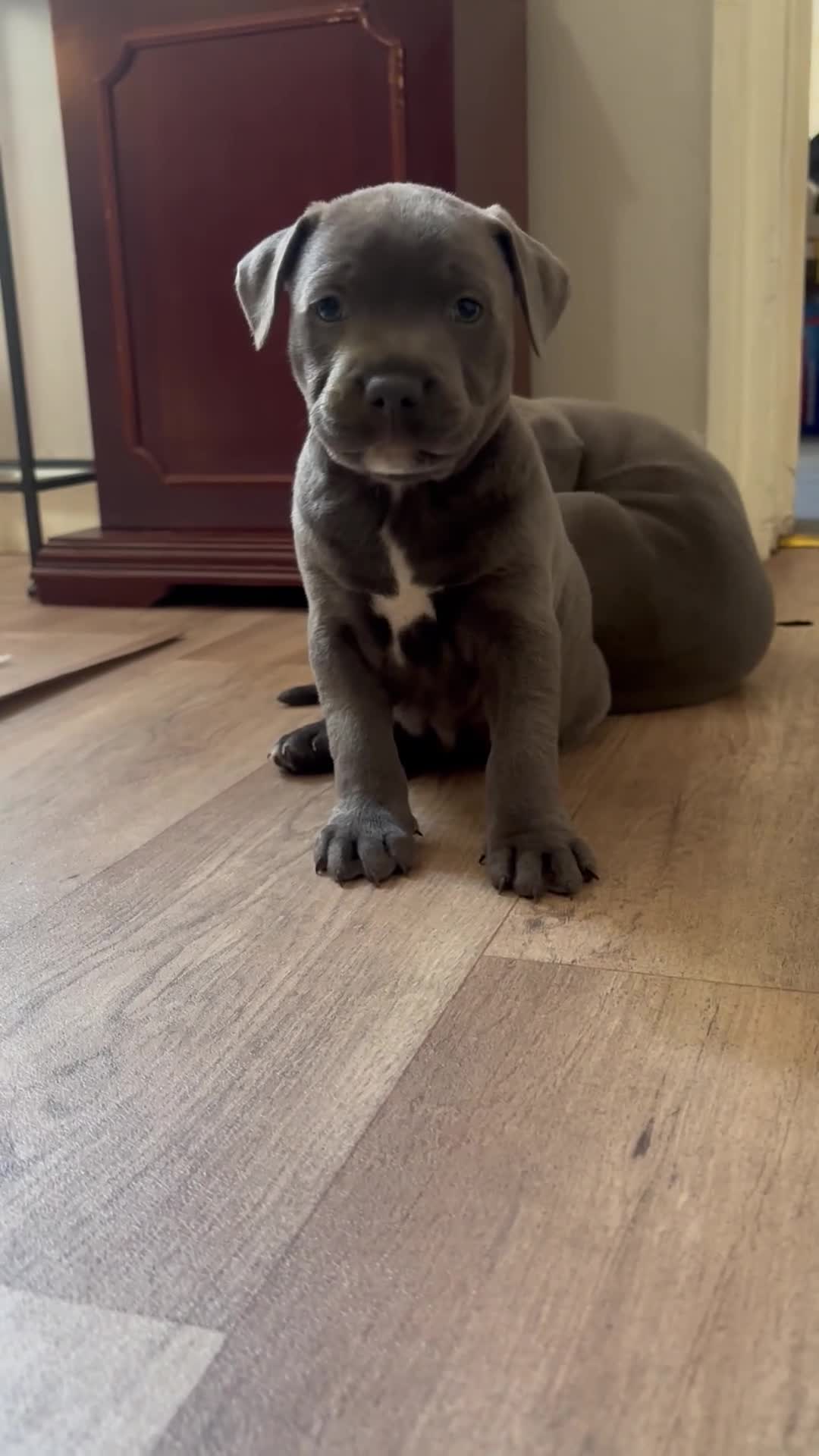 Staffordshire Bull Terrier dogs for sale: Staffordshire Bull Terrier pups - Video 1
