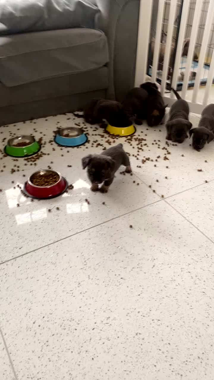 Mixed Breed dogs for sale: French wieners  - Video 1