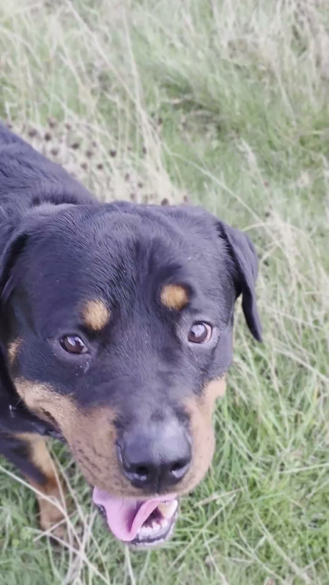 Rottweiler dogs for sale: Looking for his forever home - Video 2