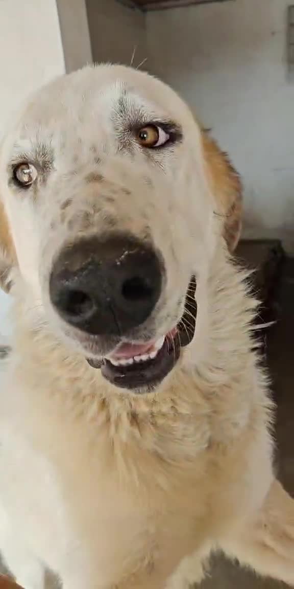 Mixed Breed dogs for adoption: 🐾 Baloo – a gentle bear with a heart of gold 🐾 - Video 3