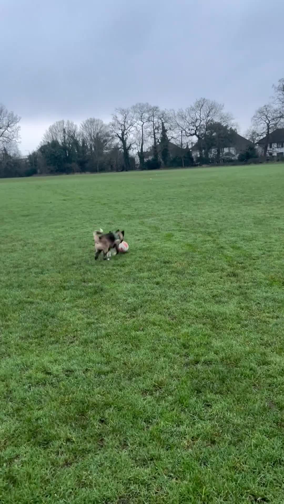 Akita dogs for sale: American Akita puppy looking for new home - Video 1