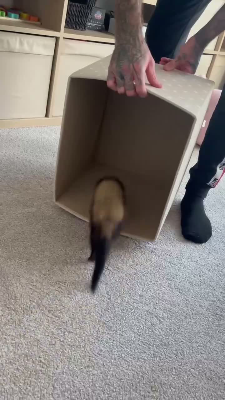 Ferret rodents for sale: 13 week old Female Ferret - Video 1