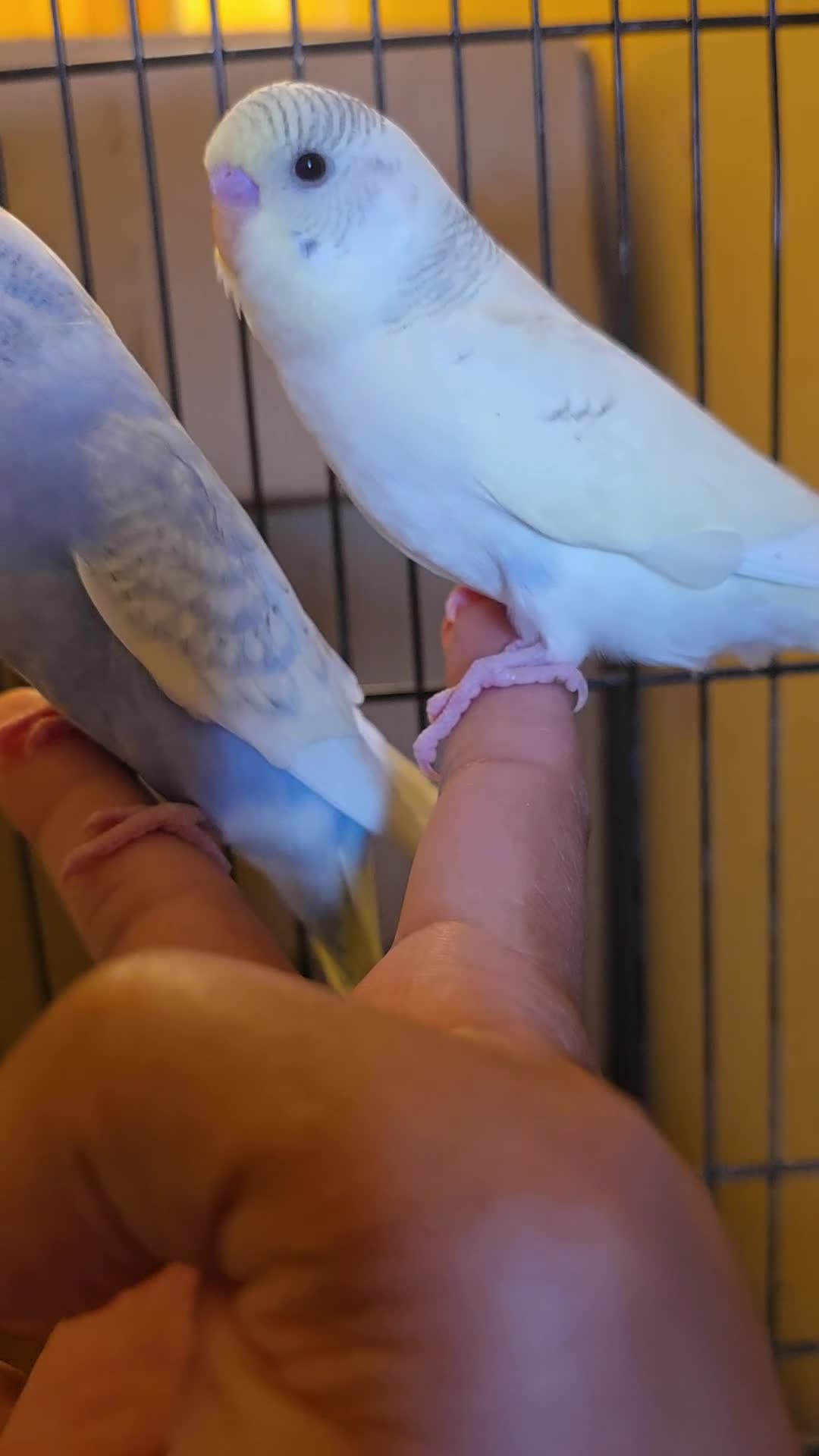 Budgerigars birds for sale: Hand tamed baby budgies for sale  - Video 1