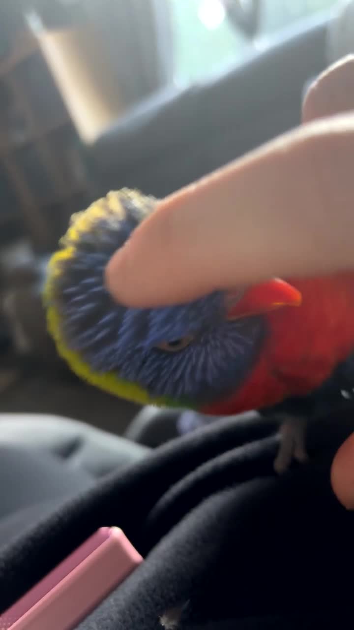 Lorikeets birds for sale: Rainbow lorikeet - Video 2