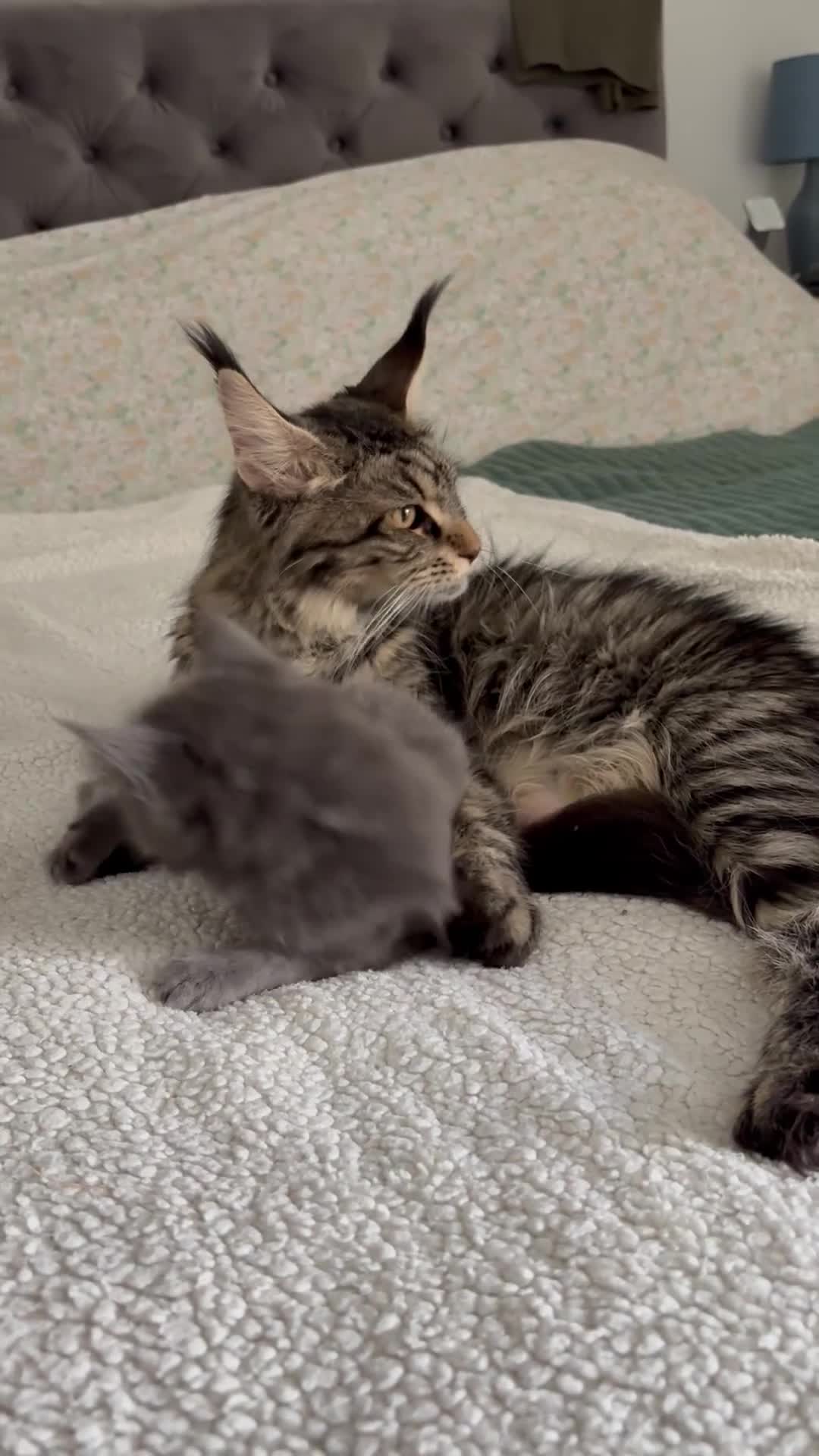 Maine Coon cats for sale: 🐈🐈‍⬛ Russian/European Bloodline Kittens 💕🐱 - Video 1
