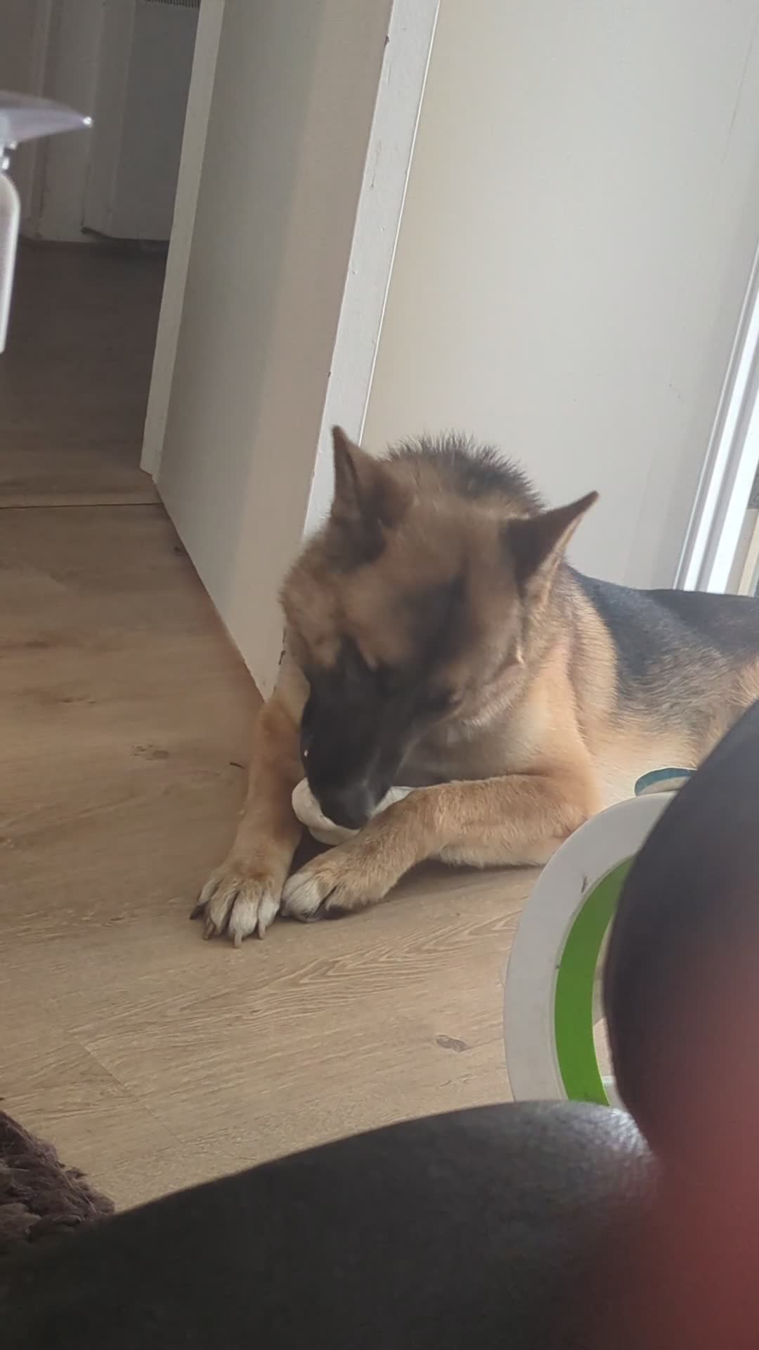 Mixed Breed dogs for stud: Sheru almost 2 year old Shepkita in Borehamwood - Video 1