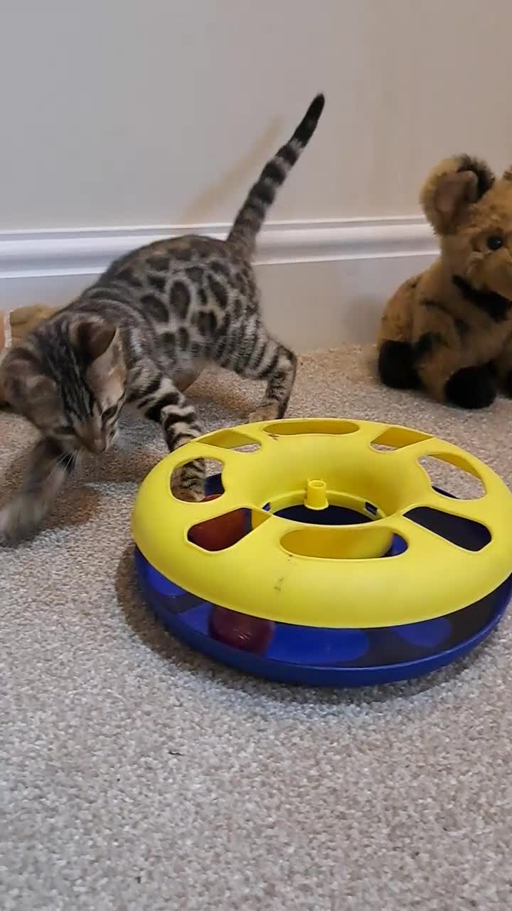 Bengal cats for sale: Stunning TICA Bengal Kitten - Video 1