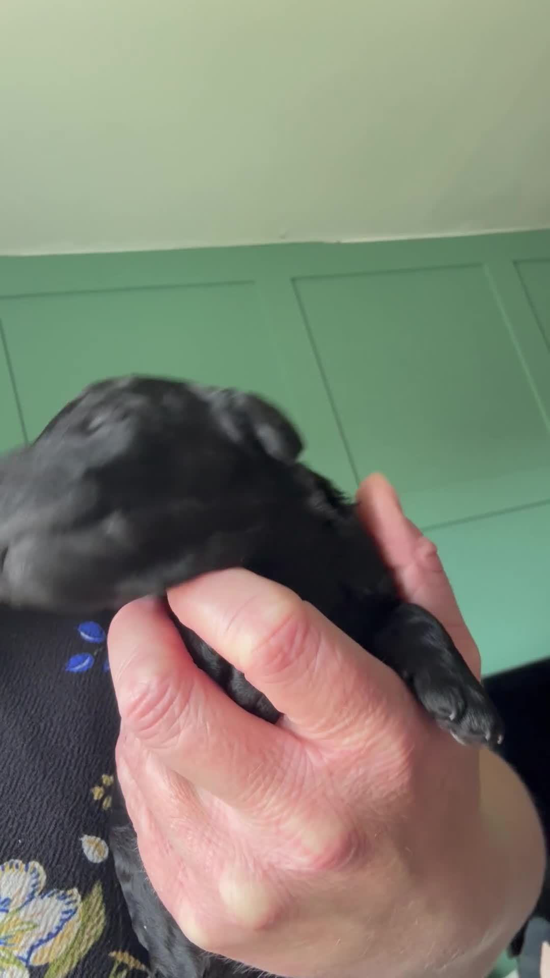 Cockapoo dogs for sale: Beautiful cockapoo babies 🐶  - Video 1