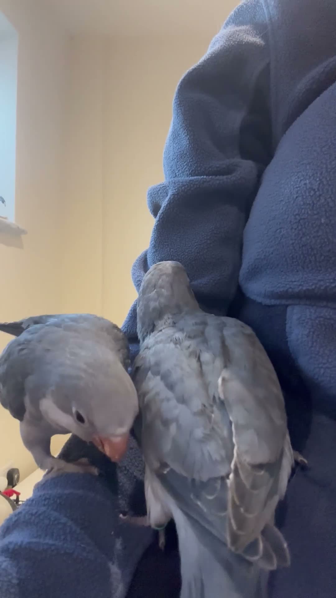 Parrots birds for sale: Mauve hand reared Quaker for sale  - Video 1