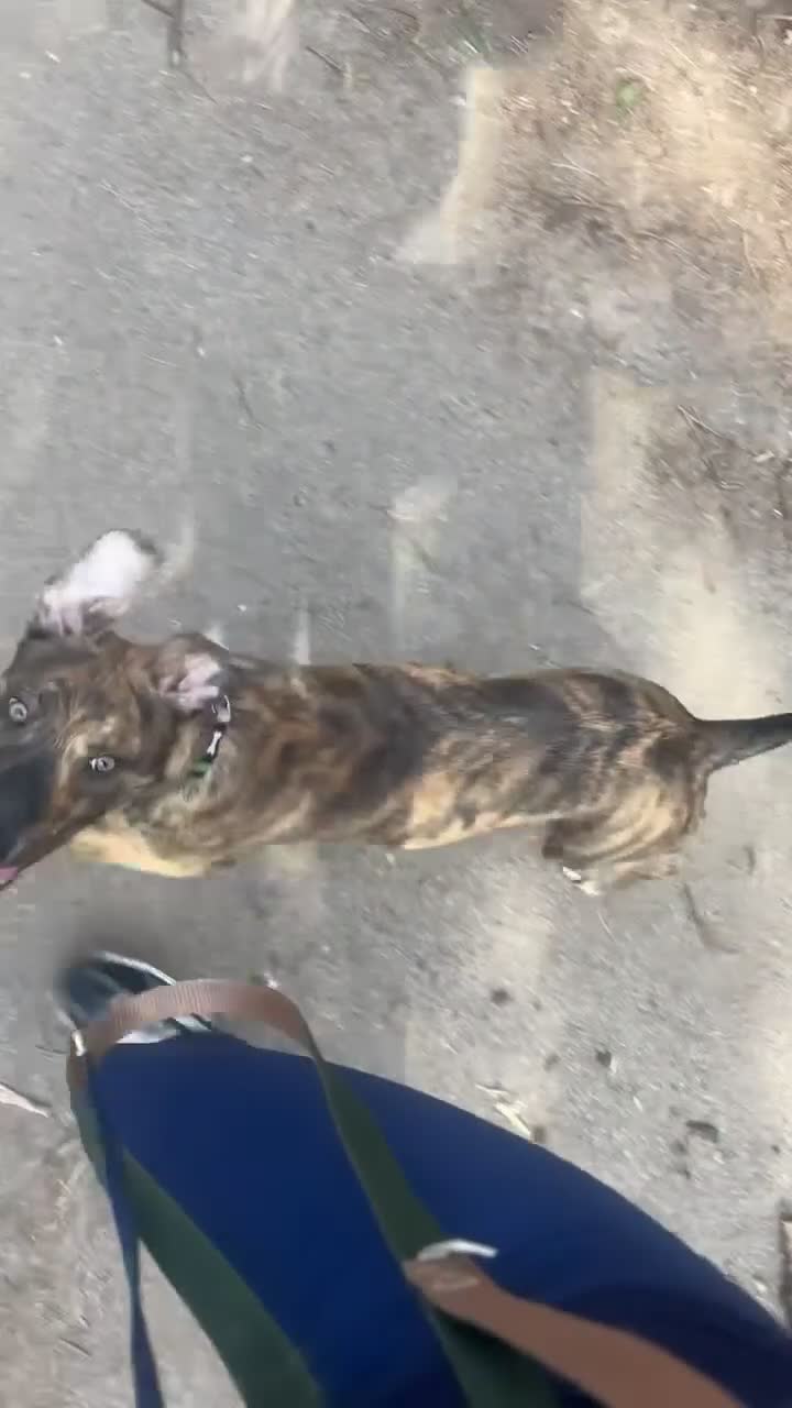Mixed Breed dogs for sale: Bull lurcher x Belgian Malinios  - Video 1