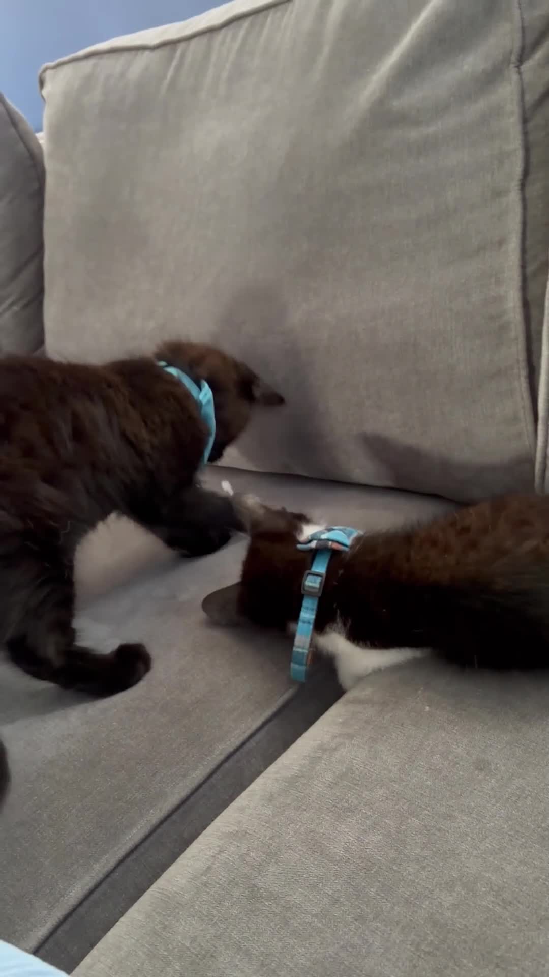 Mixed Breed cats for sale: 3 Beautiful Kittens Waiting For You.  in London - Video 1