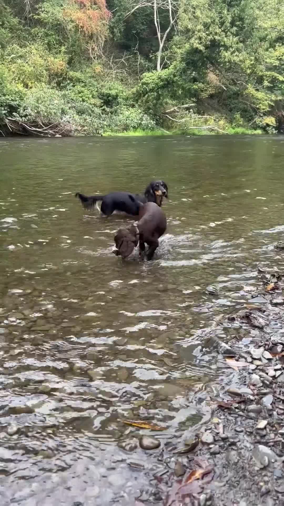 Cocker Spaniel dogs for sale: Last Working Cocker Girl - Fully Vaccinated  - Video 1