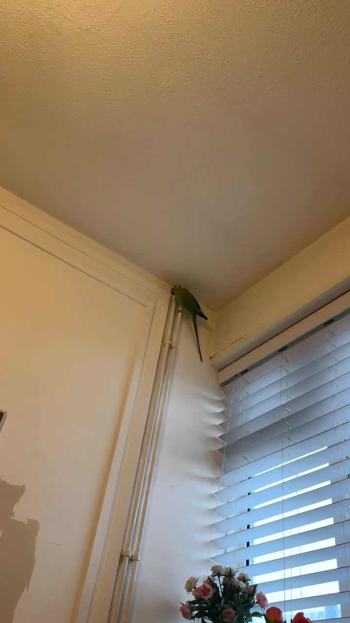 Parrots birds for sale: Indian ring neck parrot in South Ockendon - Video 1