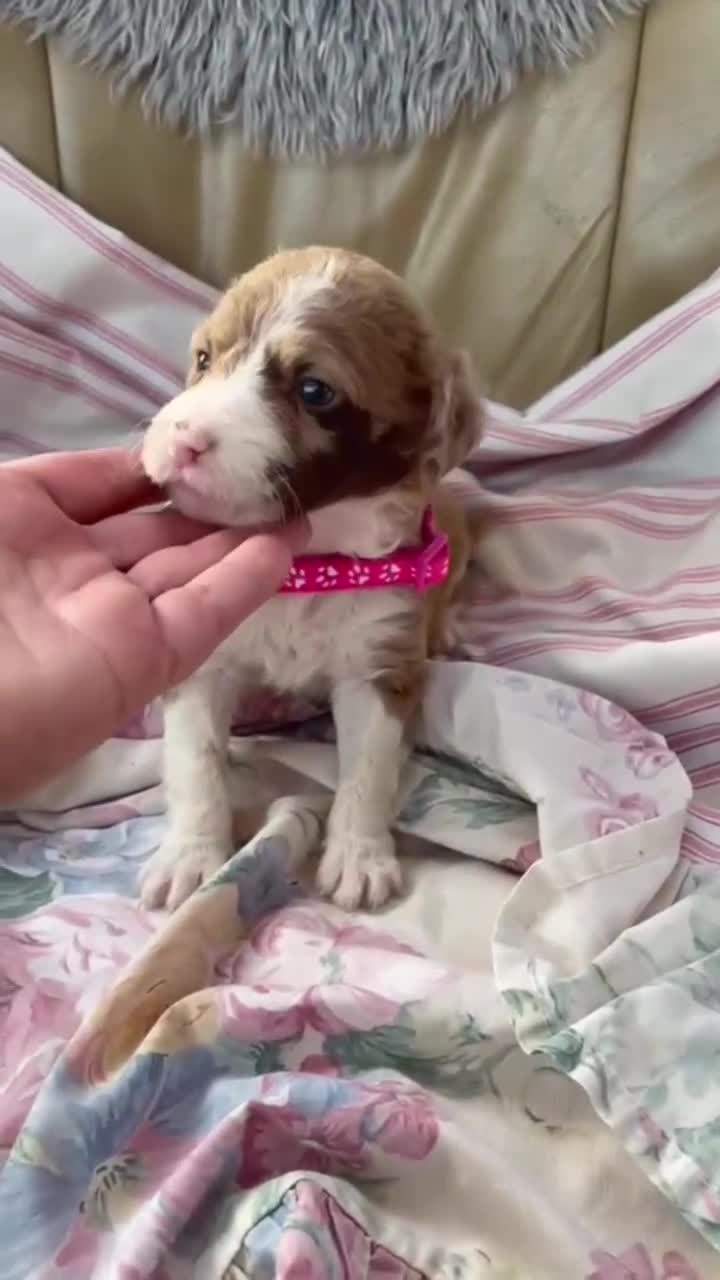 Bordoodle dogs for sale: Bordoodle boys and girls - Video 2