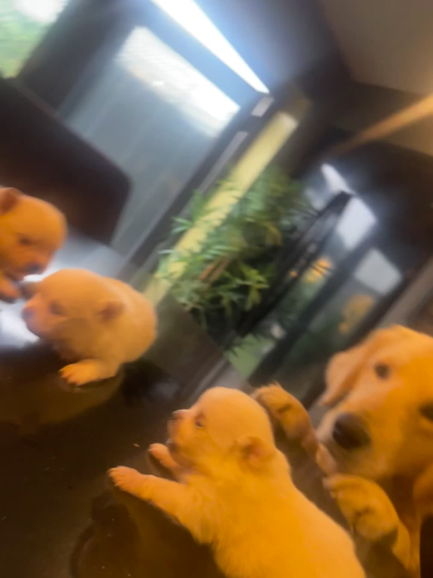 Pomchi dogs for sale: 3 little pomchis  - Video 1