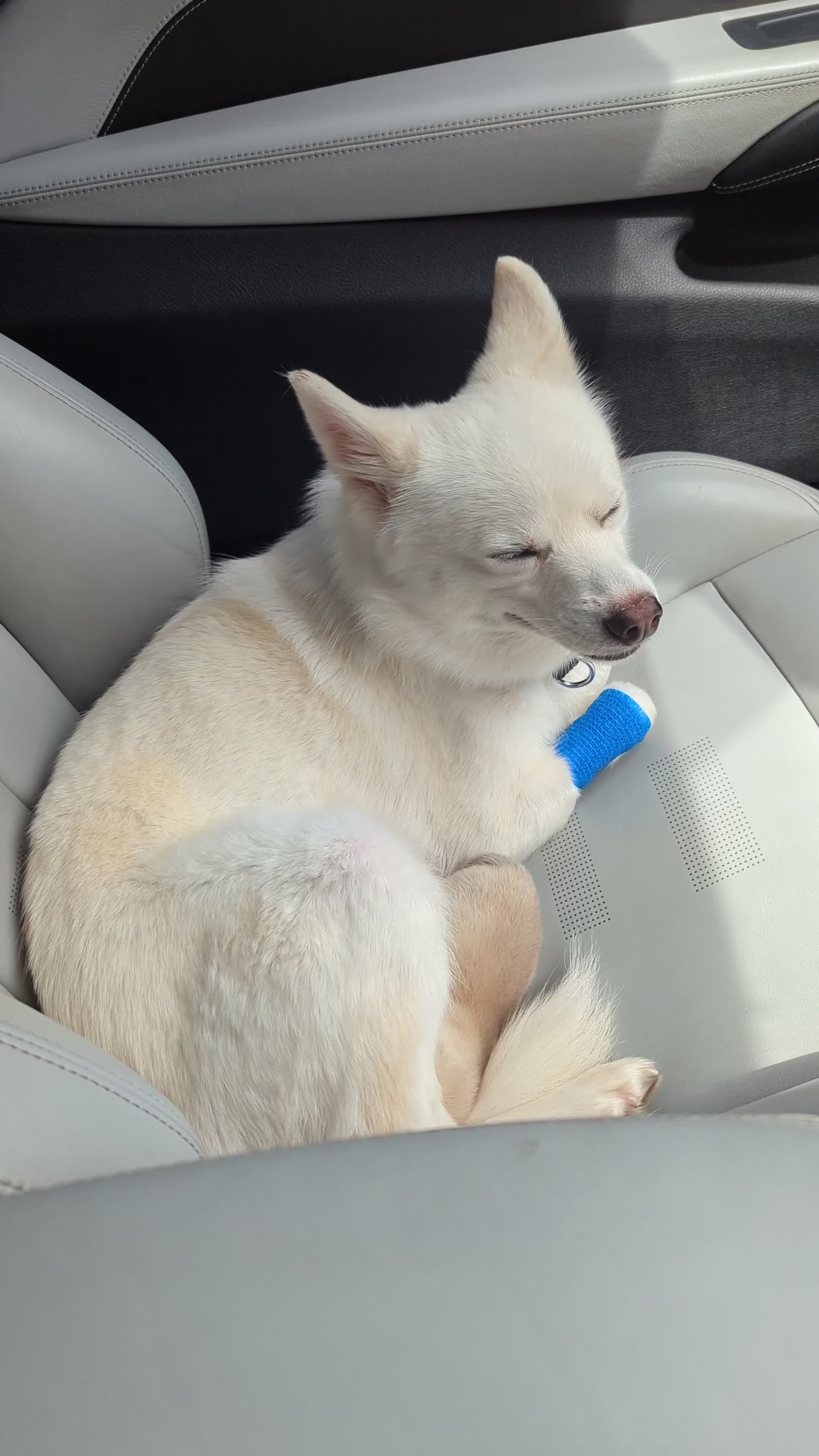 Pomsky dogs for sale: Vergil - Video 1