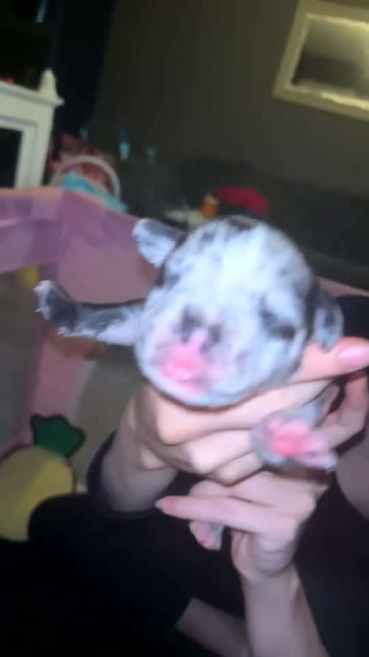 American Bulldog dogs for sale: Pocket bullies  - Video 2