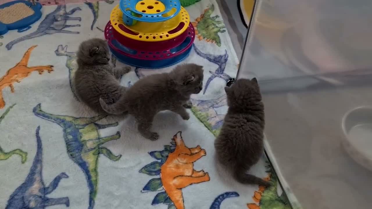 British Shorthair cats for sale:  ** 🎅BritishShorthair kittens GCCF, Full vaccin.  in Mexborough - Video 2
