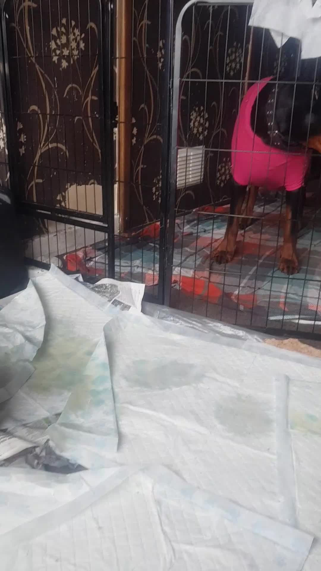 Dobermann dogs for sale: Adorable Doberman puppies  - Video 1