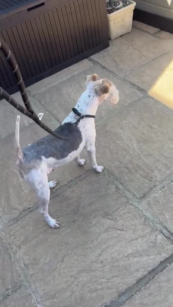 Fox Terrier dogs for sale: Beautiful Fox Terrier Girl (Roxy) - Video 1