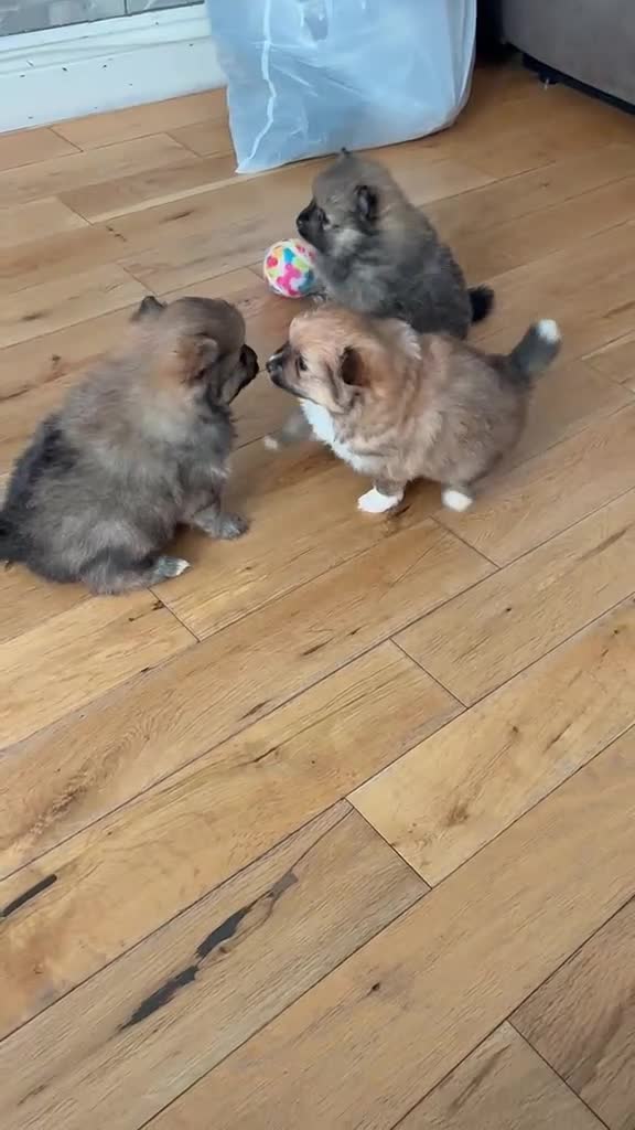 Pomeranian dogs for sale: 1 beautiful pomeranian boy  - Video 2