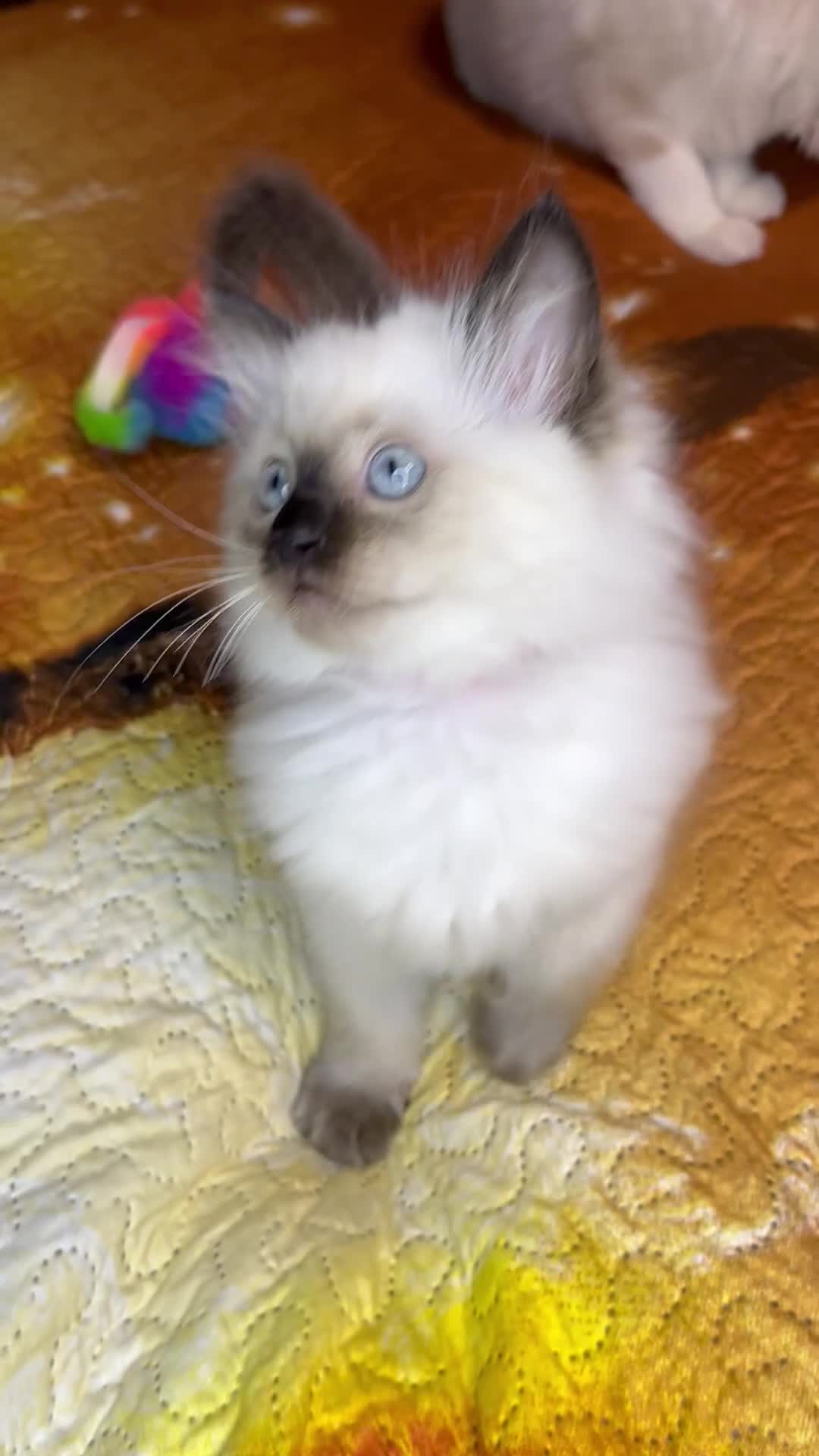 Ragdoll cats for sale: 💖Fabulous Pure Ragdoll Kittens Waiting for Love❤️ - Video 1