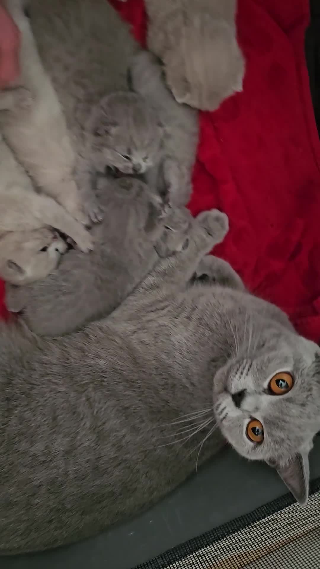 British Shorthair cats for sale: GCCF BSH Lovely Kittens - Video 2