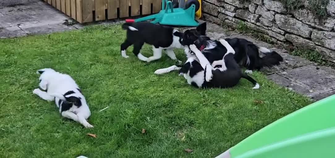 Border Collie dogs for sale: Border collie puppies for sale  - Video 1