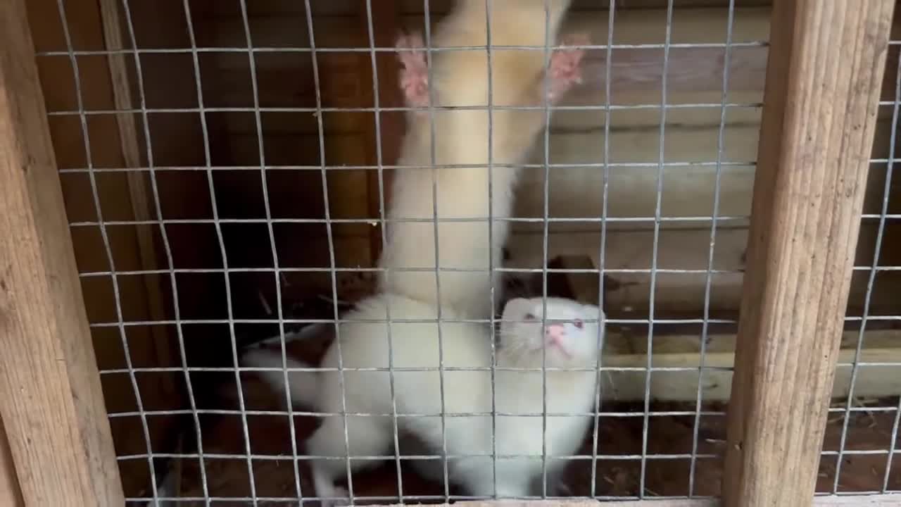Ferret rodents for sale: 3 working jills all white  - Video 1