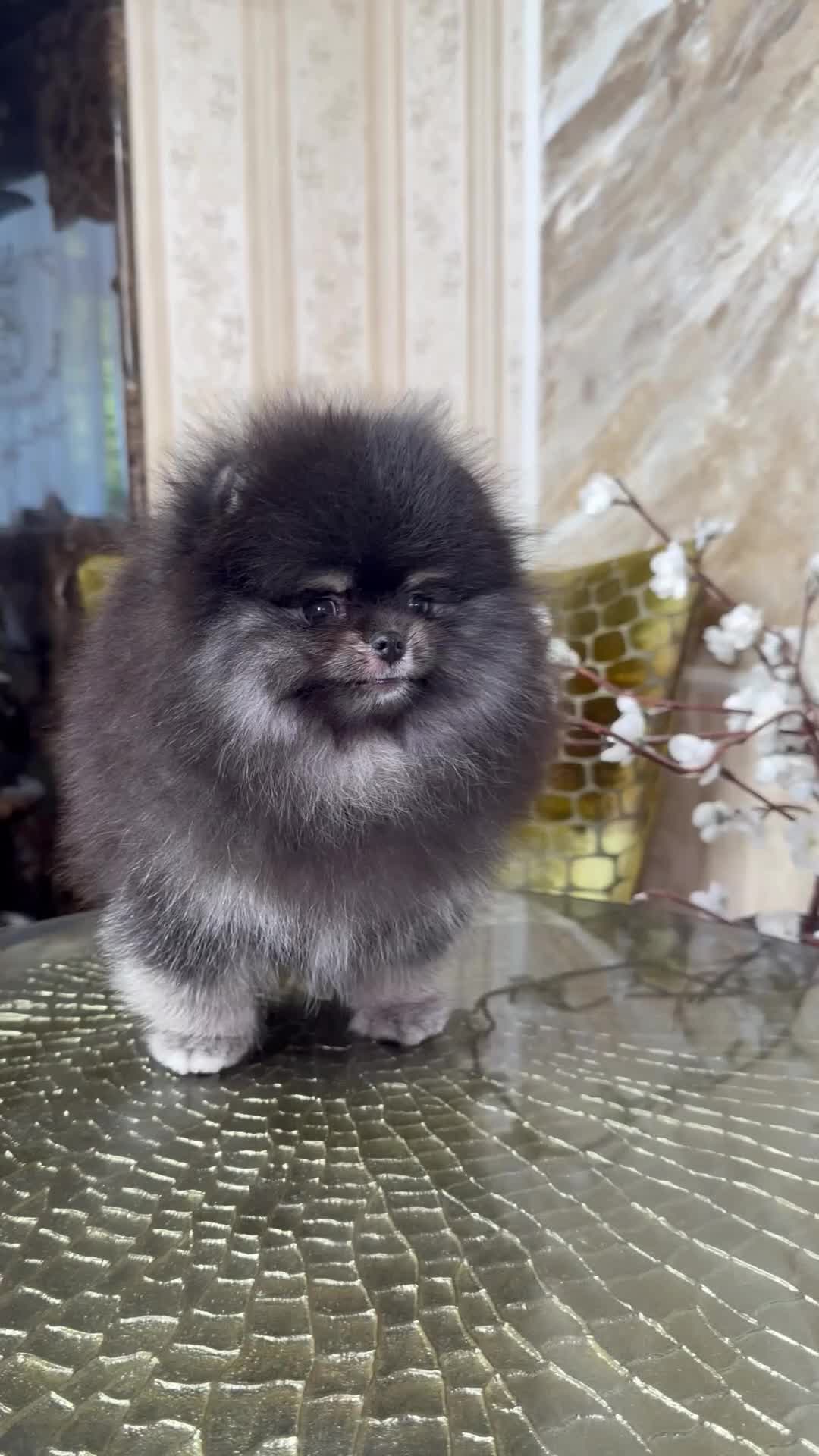 Pomeranian dogs for sale: BLACK & TAN GIRL and BOY - Video 2