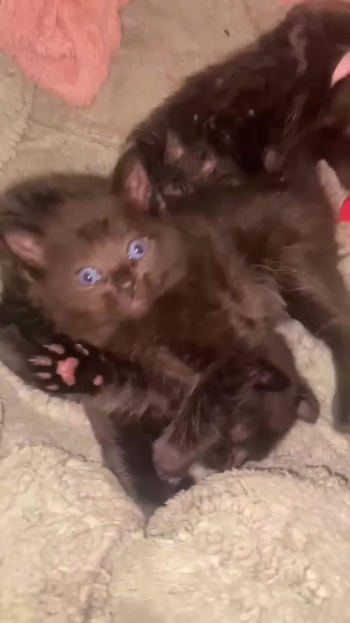 Mixed Breed cats for sale: Stunning ragdoll mix kittens - Video 2