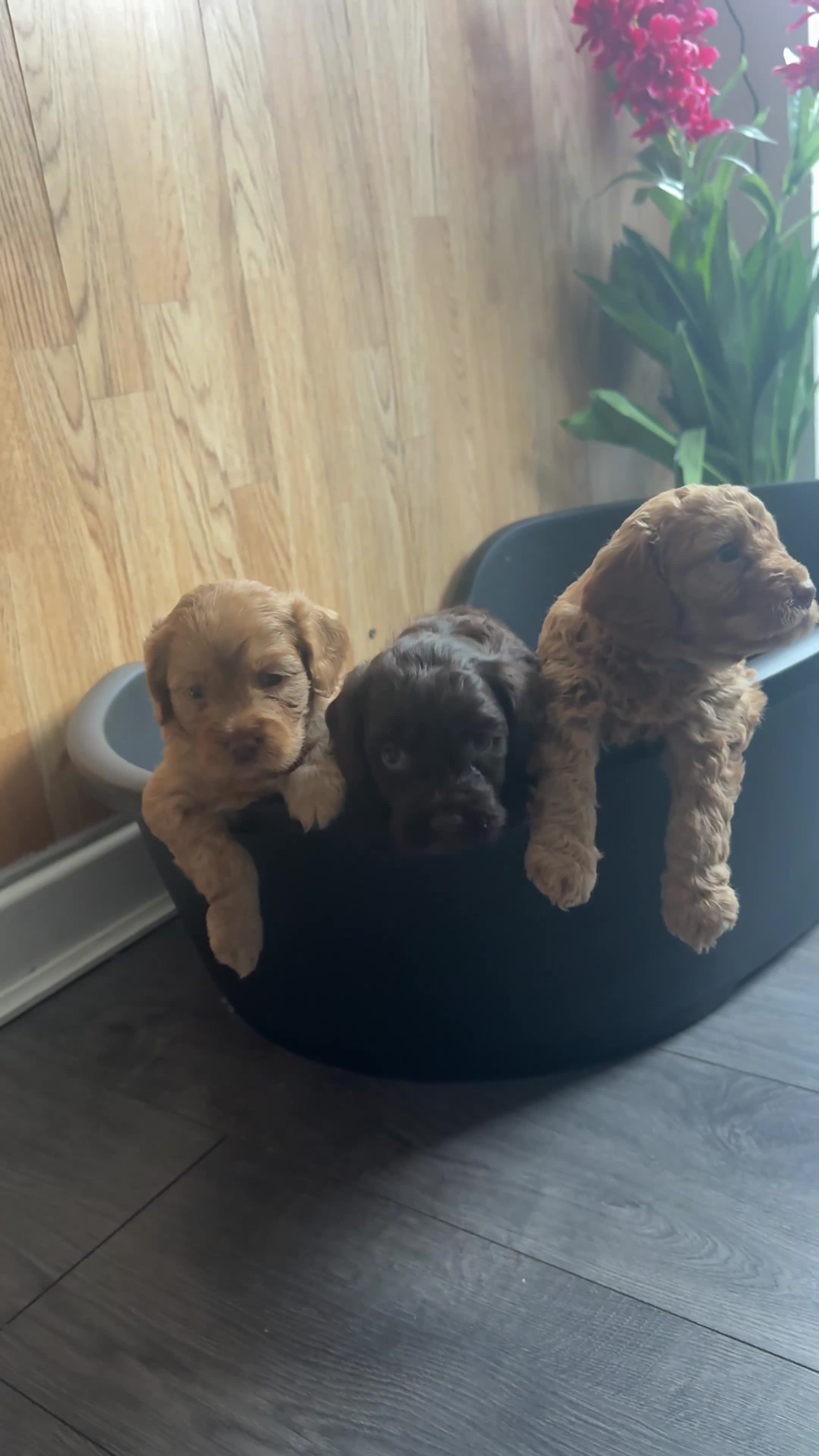 Cockapoo dogs for sale: COCKAPOO PUPPIES beautiful  in Oldham - Video 1