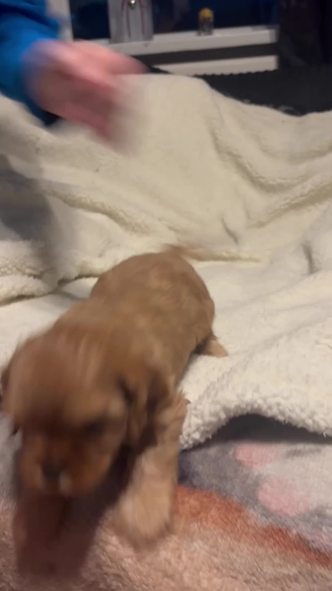 Cavapoo dogs for sale: 5 stunning cavapoo puppies - Video 1