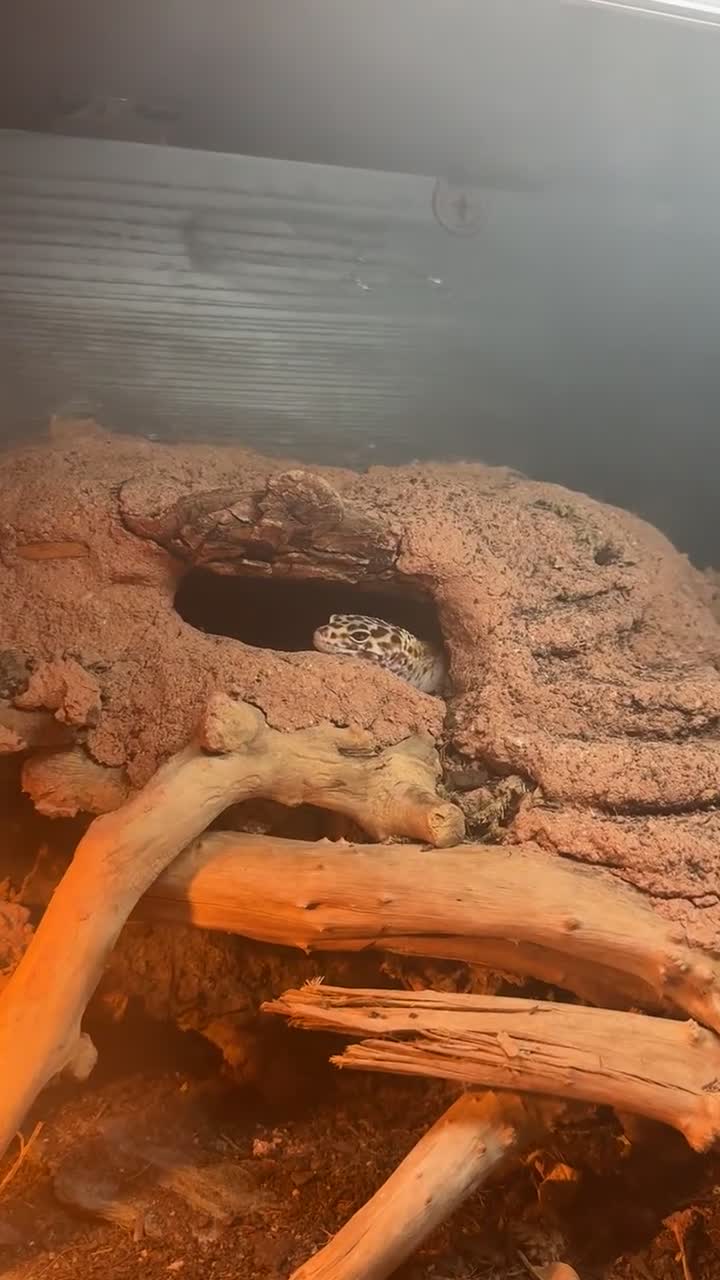 Leopard Gecko reptiles for sale: Leopard gecko  in Fakenham - Video 1