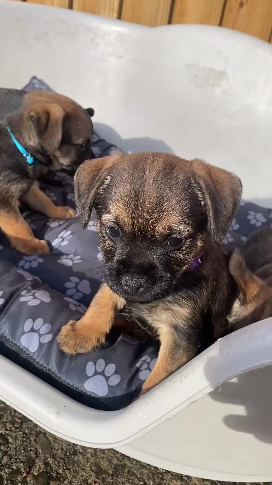 Border Terrier dogs for sale: ⭐️BORDER TERRIER PUPPIES  - Video 2