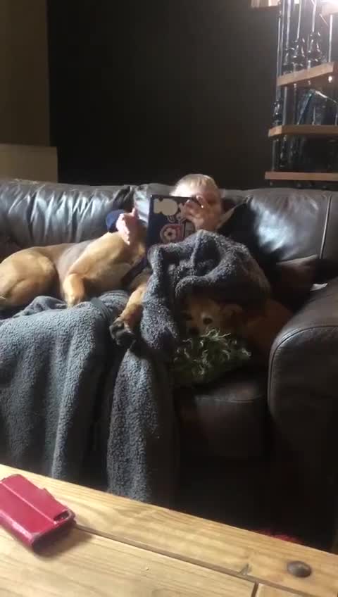 Belgian Shepherd Dog dogs for sale: Belgian Malinois puppies KC registered in Hartlepool - Video 3