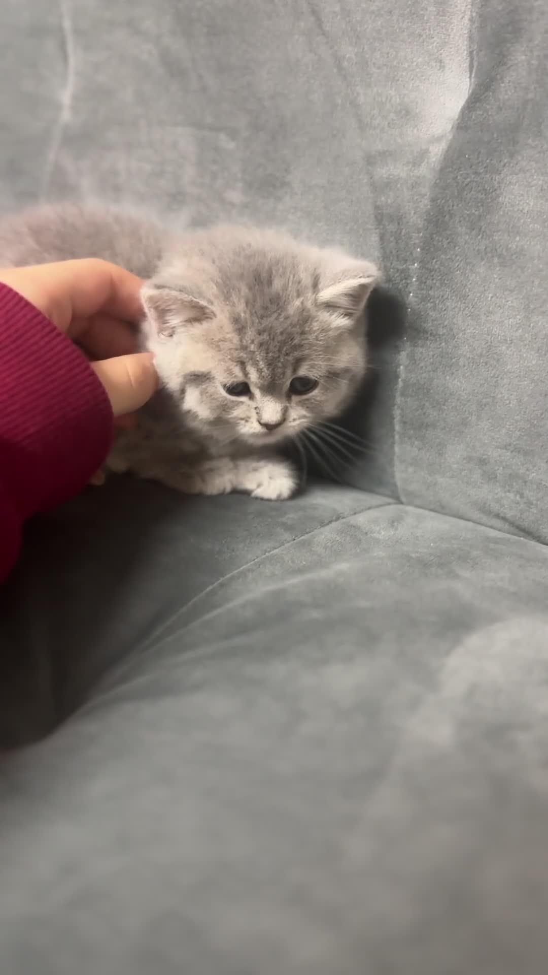 British Shorthair cats for sale: 5 British shorthair kittens  - Video 3