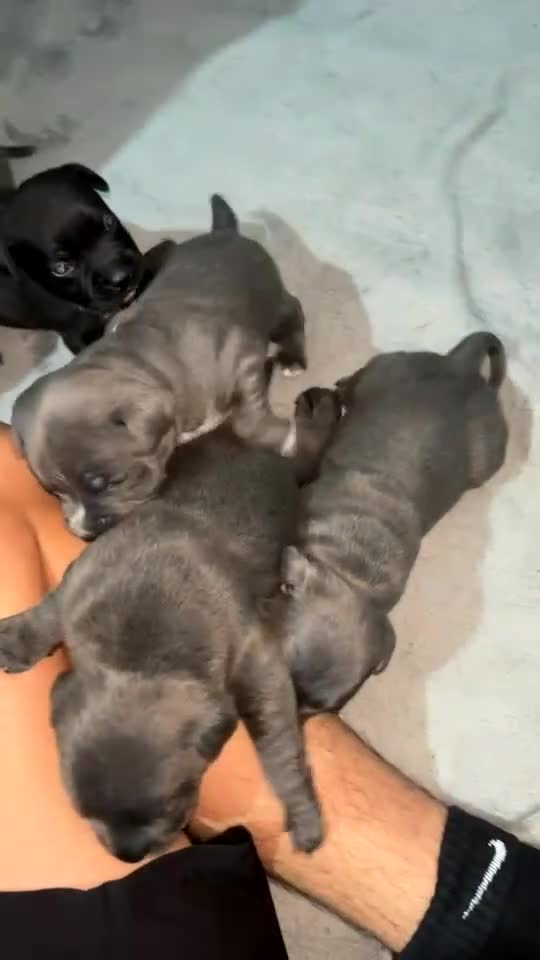 Staffordshire Bull Terrier dogs for sale: KC Reg Staffy Puppies Ready 3rd Dec - Video 2