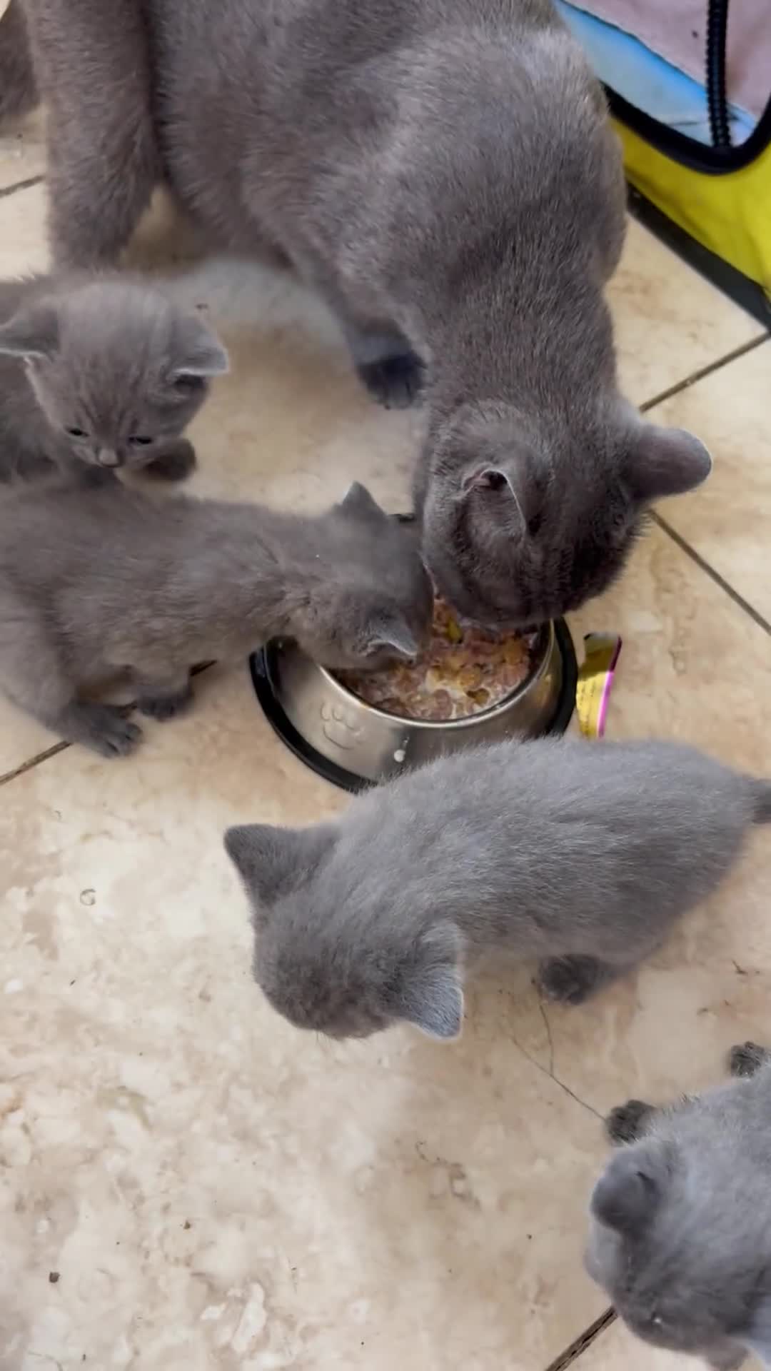 British Shorthair cats for sale: British Shorthair kittens  - Video 4