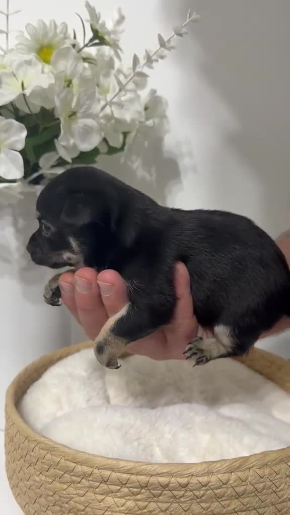 Chihuahua dogs for sale: Chihuahua puppies for sale 🐶💙 - Video 4