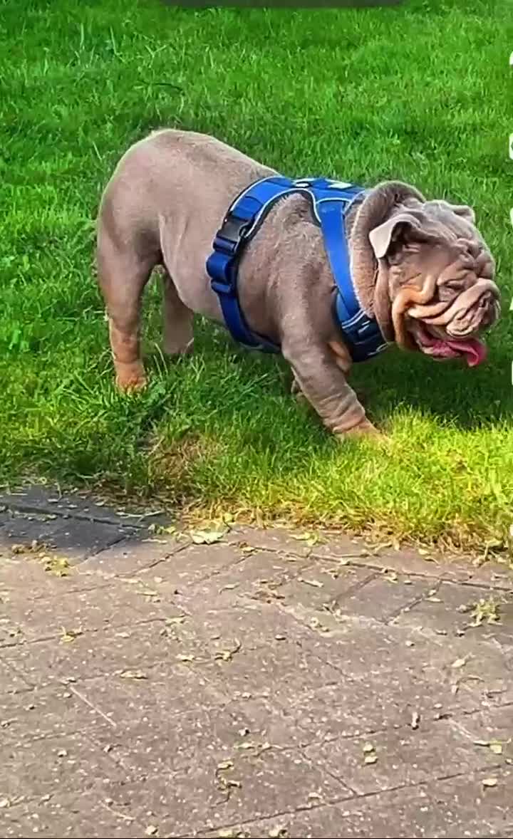 English Bulldog dogs for stud: Charlie for stud lilac and tan fullsuit - Video 2