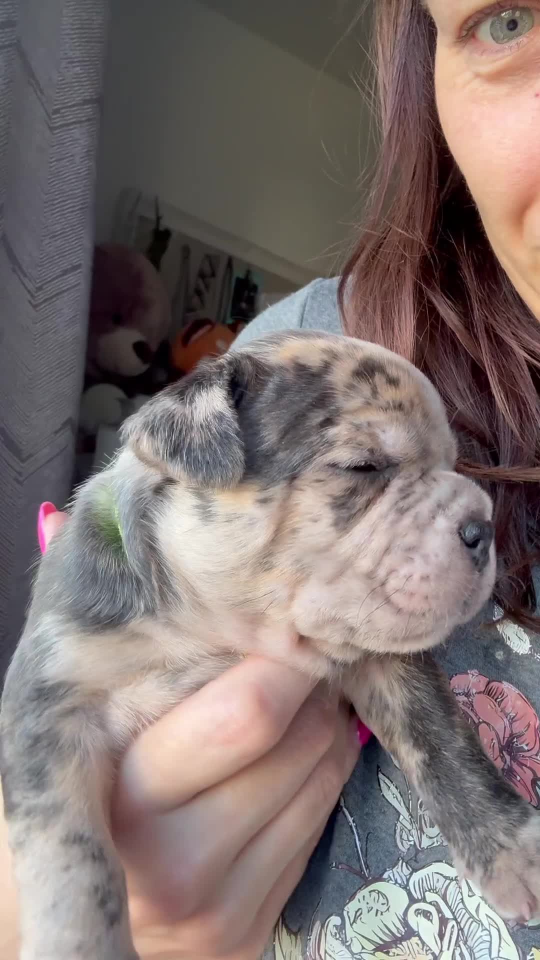 Mixed Breed dogs for sale: Fraffie puppies - Video 2