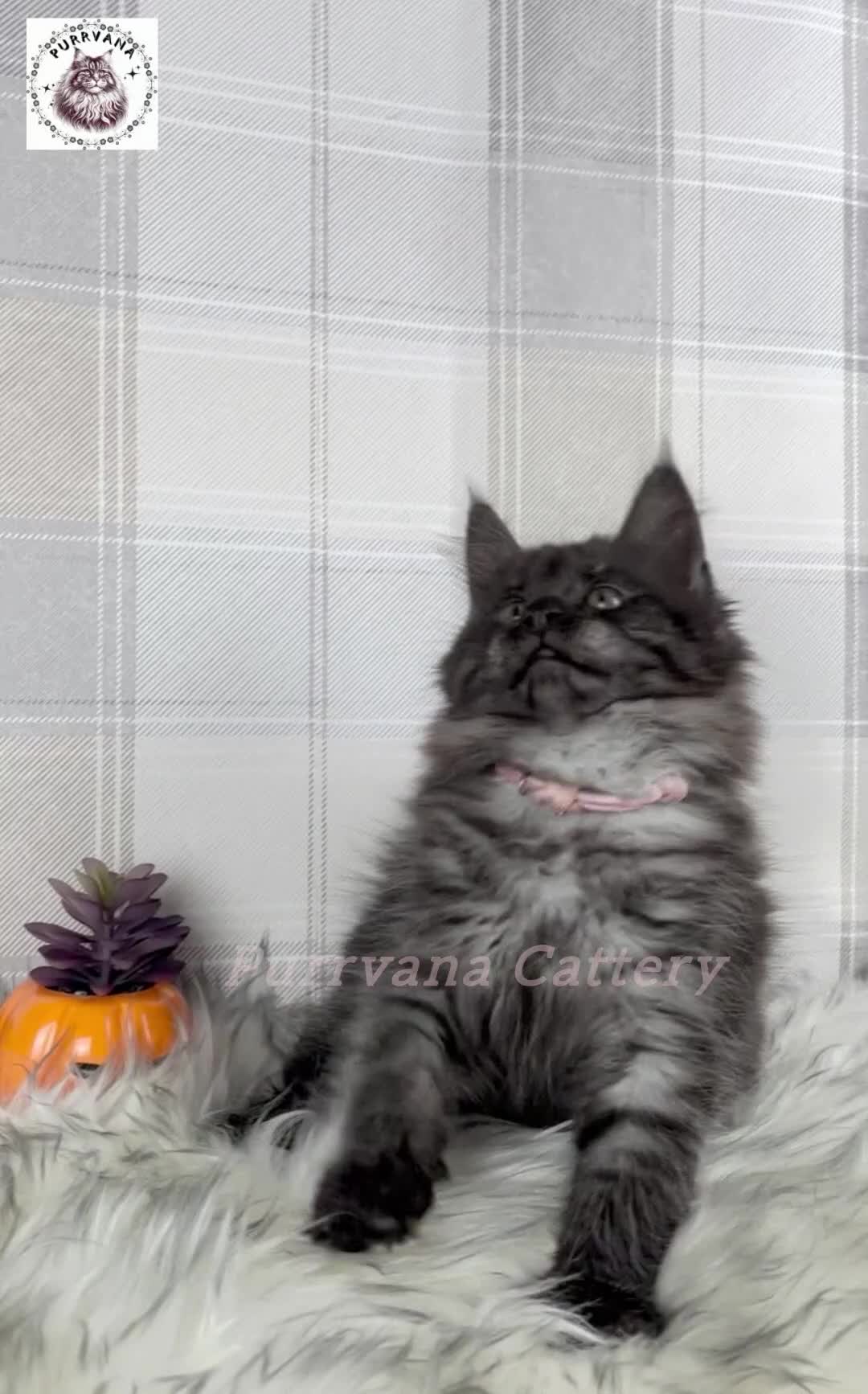 Maine Coon cats for sale: TICA registered adorable Maine coon kittens - Video 1