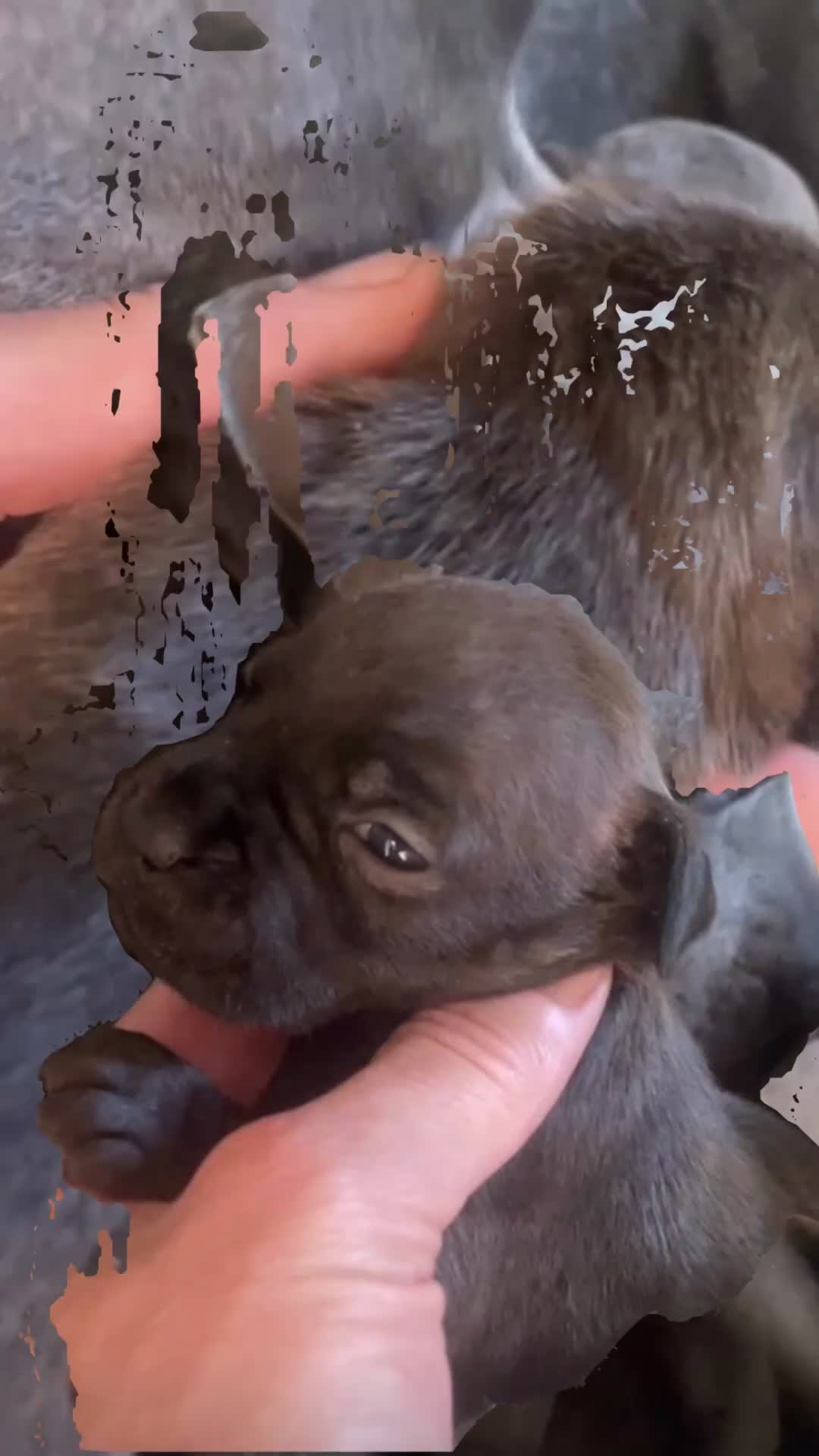 Staffordshire Bull Terrier dogs for sale: Black Eye SBTs this season litter 3 boys 3 girls  - Video 1