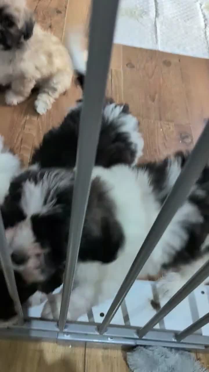 Mixed Breed dogs for sale: READY NOW. Shihpoo / shihpoochon  in Lincoln - Video 2